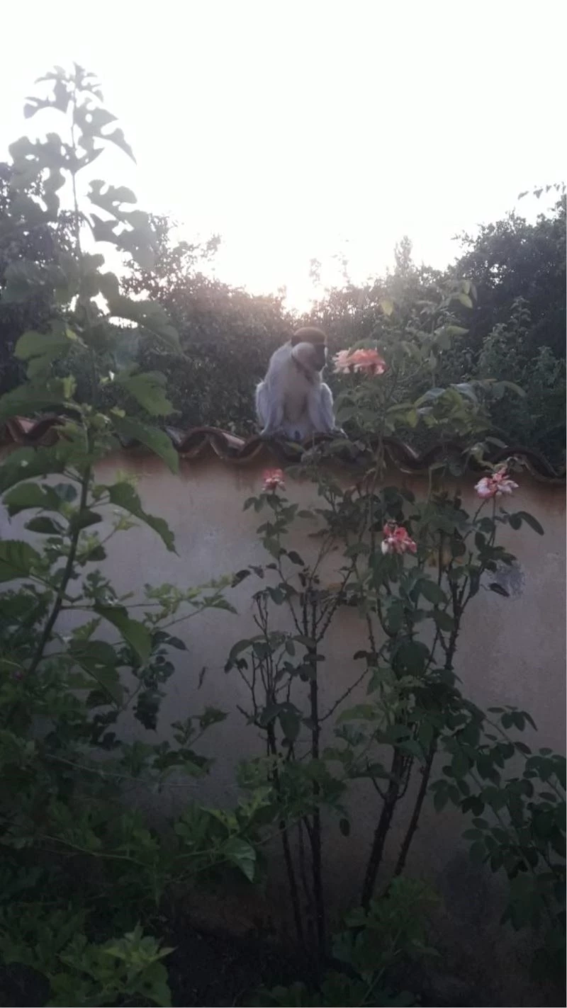 Firari maymunu yakalamak için ekipler seferber oldu
