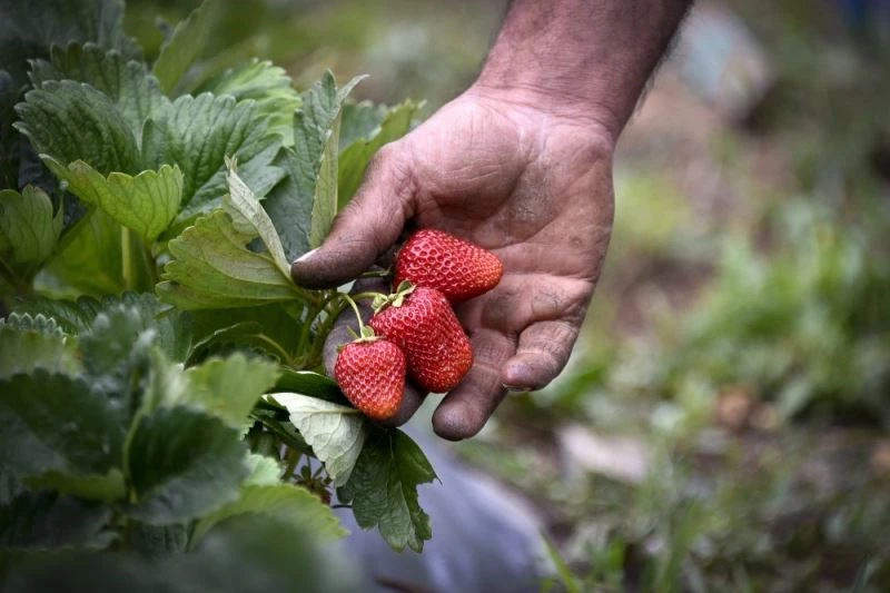Bu çilekler çok farklı
