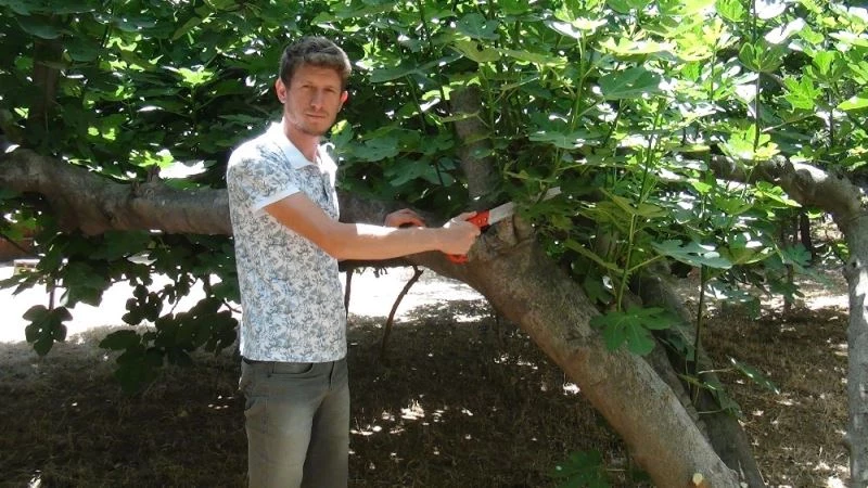 Komşuluk hakkına girmesin diye 45 yıllık ağaçların yönünü değiştirdi
