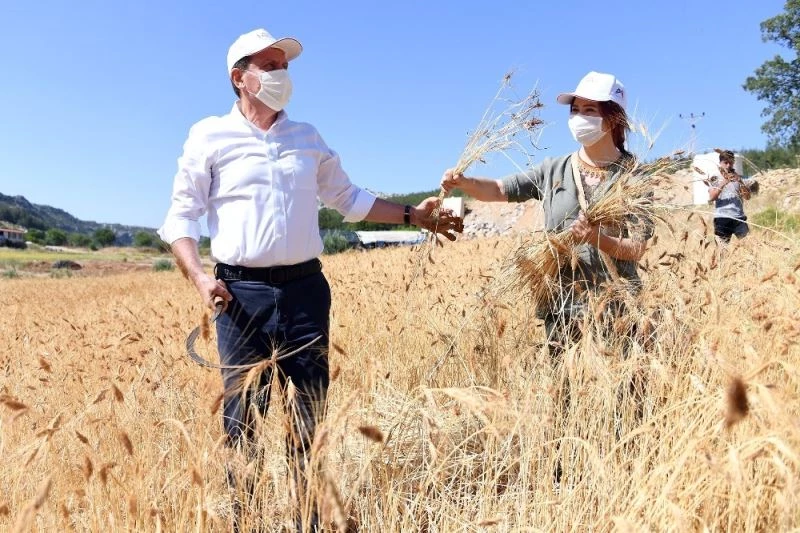 Balandız’da ata tohumu sarı buğdayın ilk hasadı yapıldı
