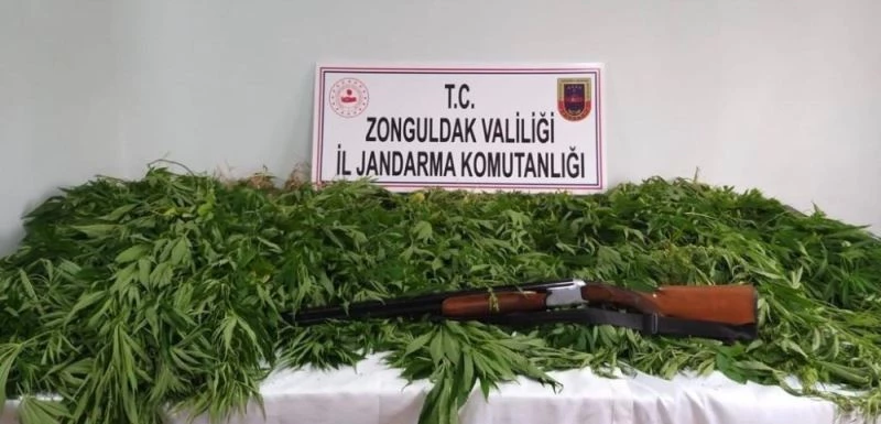 307 kök kenevir ve av tüfeği ele geçirildi
