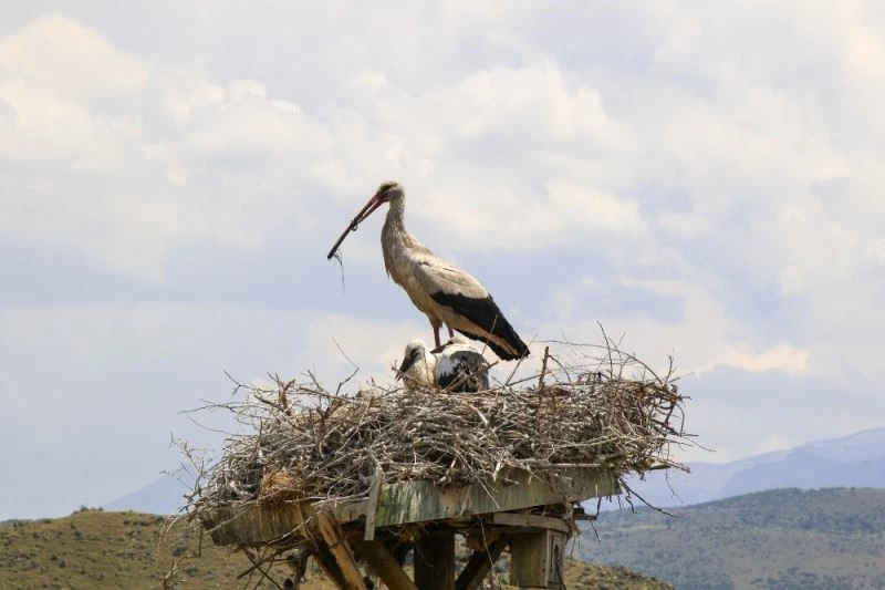 Leylekler Hürmetçi Sazlığı’na gelmeye başladı
