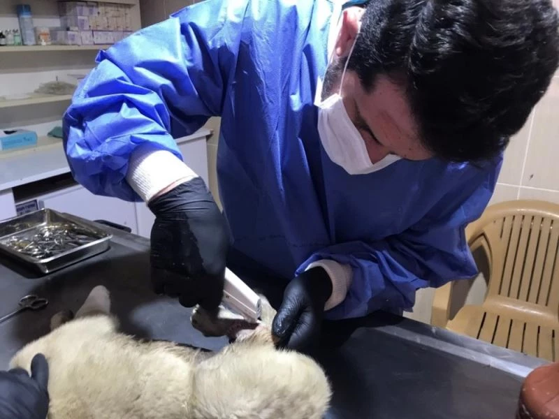 Adıyaman Belediyesi sokak canlılarına yuva oldu
