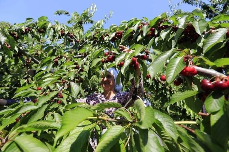 Başkan Yüksel: “Övünmek gibi olmasın kirazımızın lezzetine doyulmaz”
