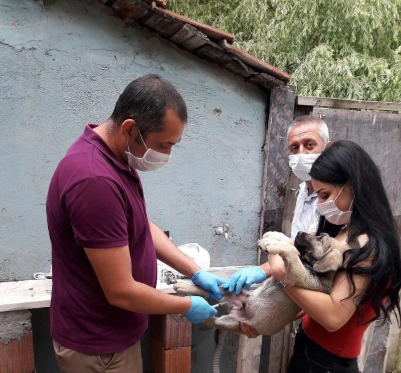 Odunpazarı Belediyesi’nin  hayvanseverlerle işbirliği
