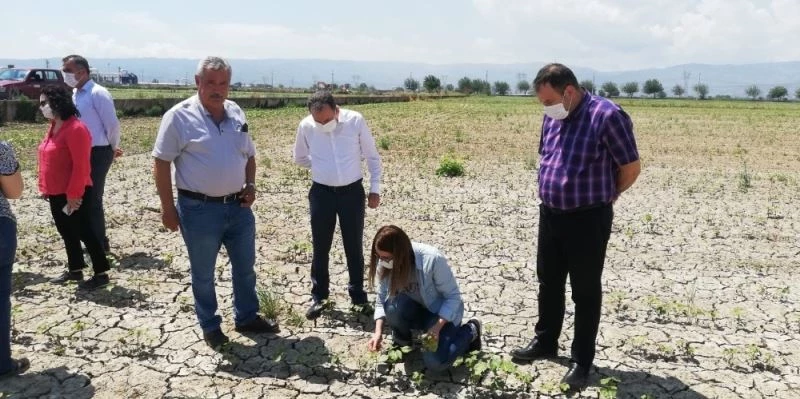 Aydın’da beyaz altının kuruması engellenecek
