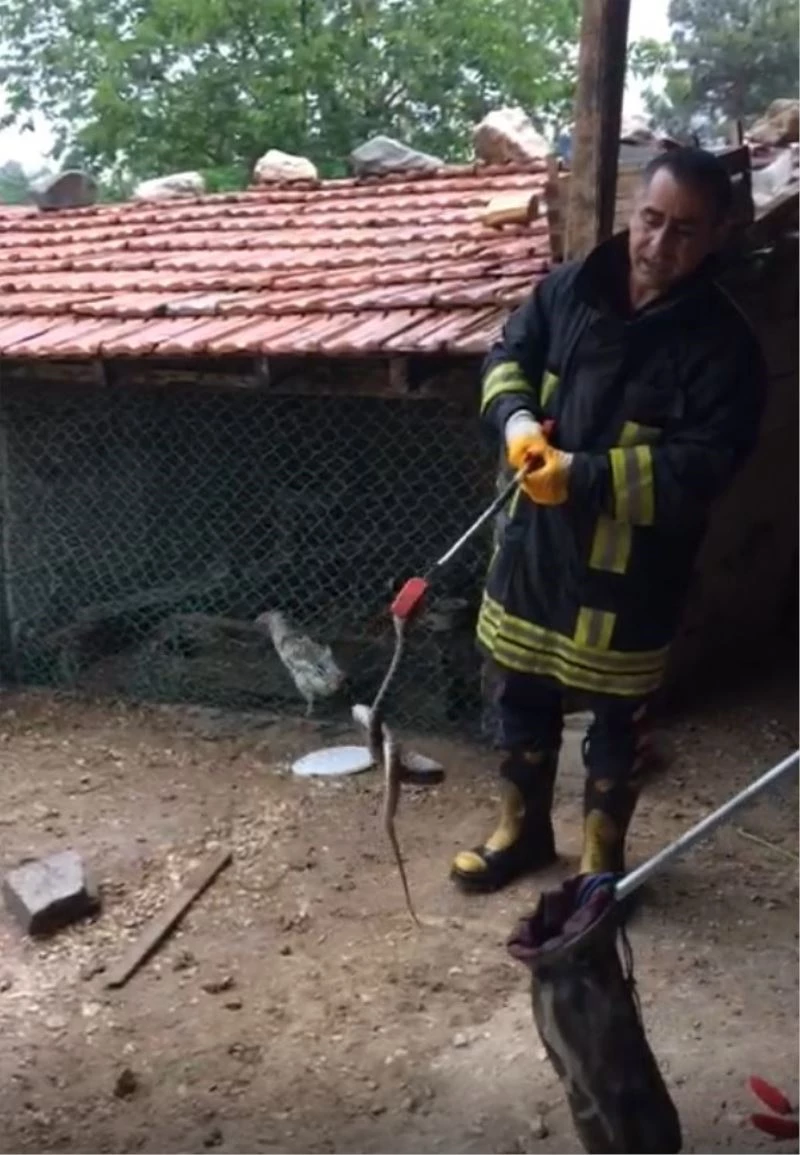 Isparta’da tavuk ve civcivi telef eden yılan operasyonla yakalandı
