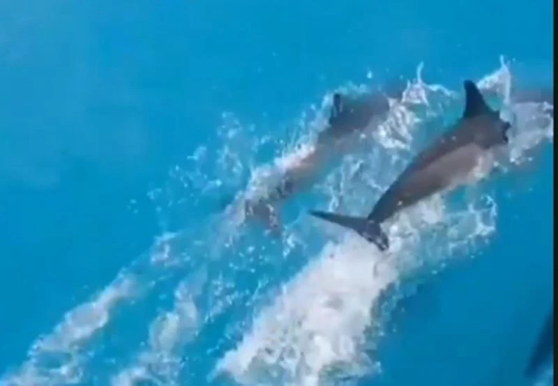 Yunusların görsel şöleni telefon kamerasında
