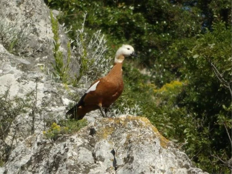 Bu kuş eşi ölünce yas tutuyor
