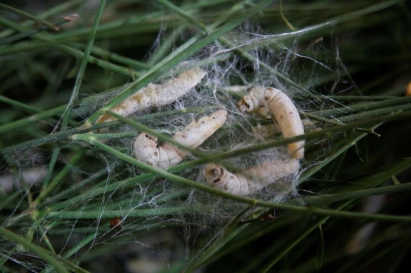 İpek böceğine zarar vermeden kumaş ürettiler