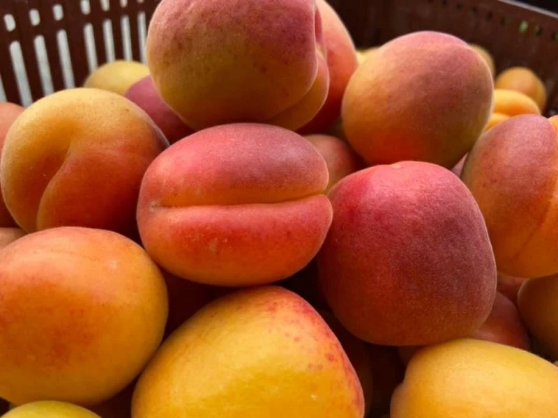 Mut’tan Malatya’ya kayısı tepkisi
