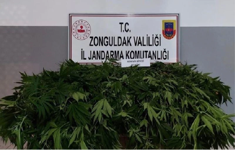 İzinsiz kenevir yetiştirirken yakalandı: 1 gözaltı
