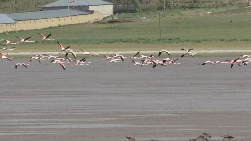 Akgöl’ün beklenen konukları ‘flamingolar’ geldi
