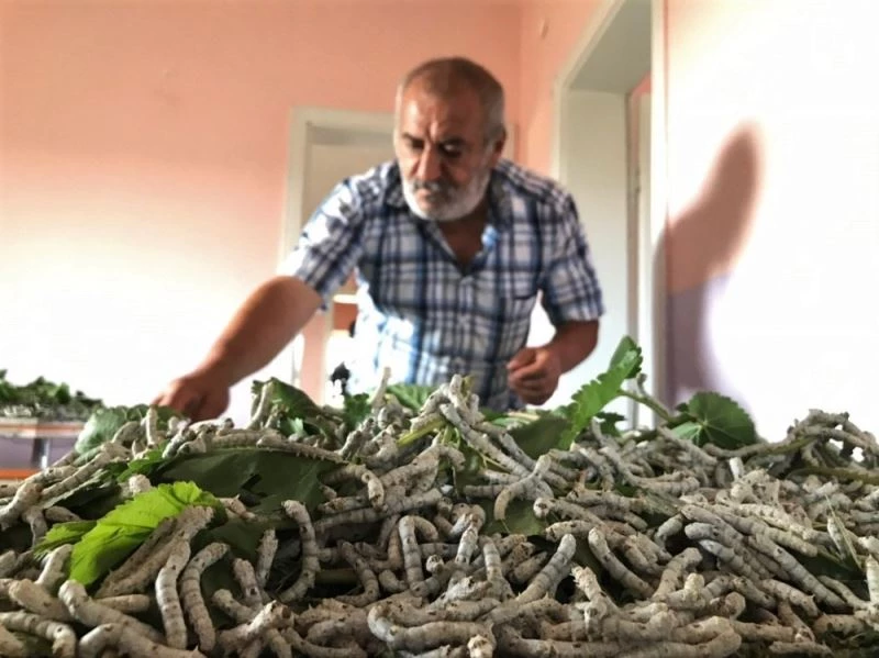 Elazığ’da muhtar, teşvik için İpek böcekçiliği yapmaya başladı
