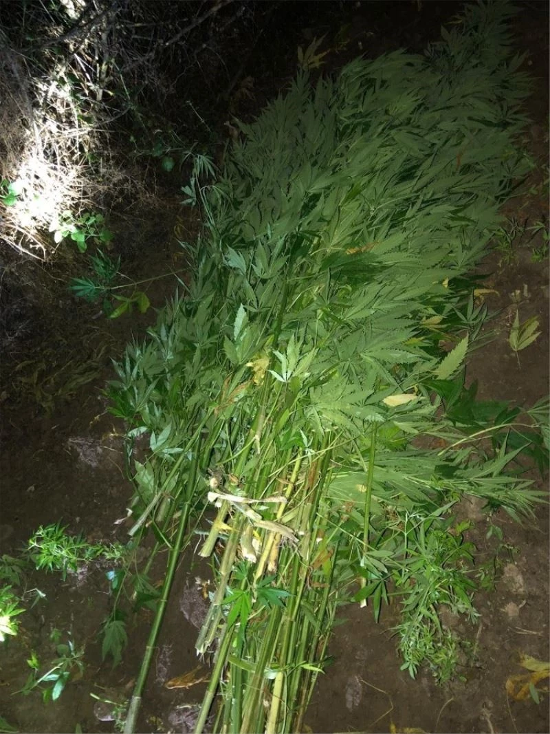 Ormanlık alanda kurutulmaya bırakılan kenevirler bulundu
