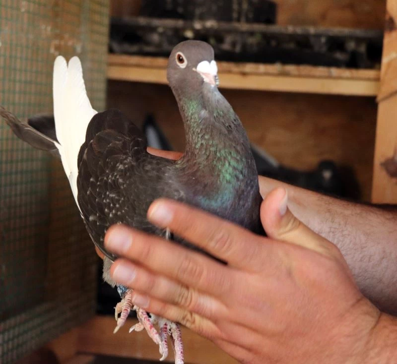 Dünyanın en hızlı güvercinlerini hobi olarak yetiştiriyor
