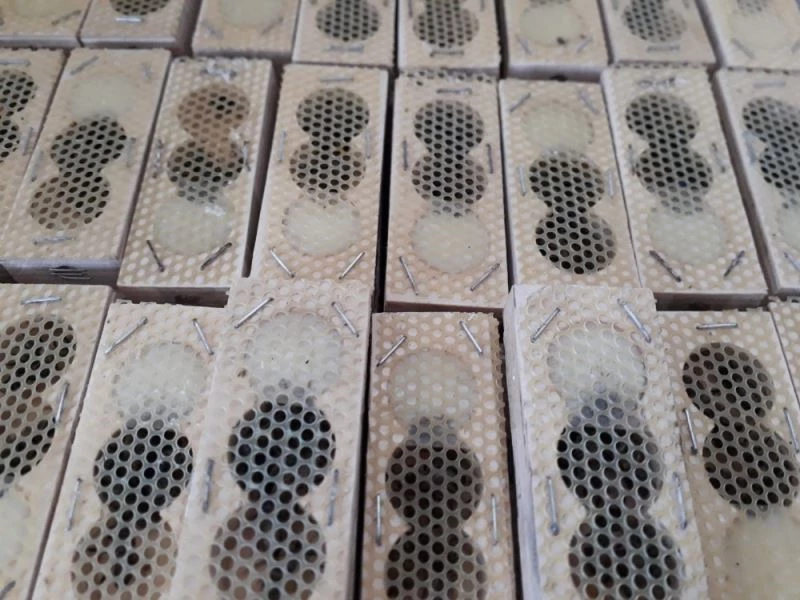 Tırda çay paketleri içinde esrarengiz anaç ve işçi arılar
