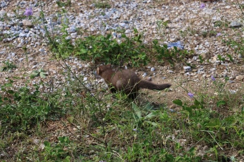 Yavru sansarlar özgürlüğüne kavuştu
