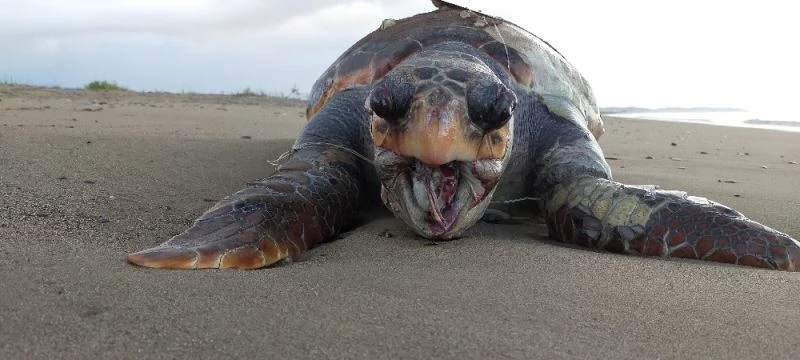 30 kilometrelik sahil bandında 6 ayda 14 caretta caretta ölü bulundu
