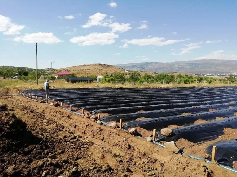 Bingöl’de 8 adet kapama çilek bahçesi kuruldu
