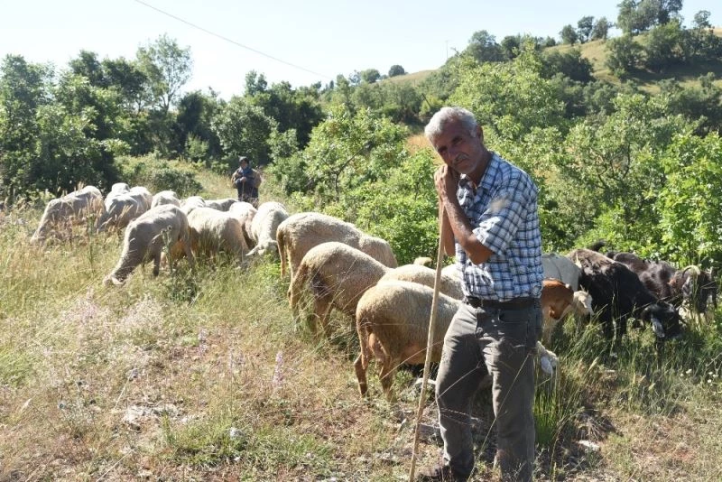(Özel) Koyunları telef olan Çelikel çiftinden Cumhurbaşkanına teşekkür
