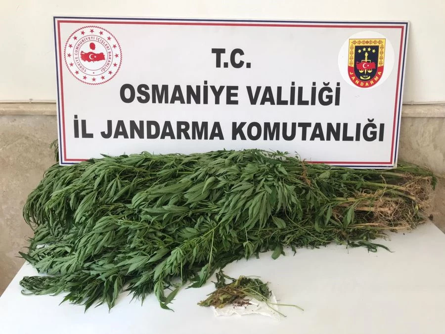 JANDARMANIN EV ARAMASINDA 13 KÖK KENEVİR BİTKİSİ ELE GEÇİRİLDİ