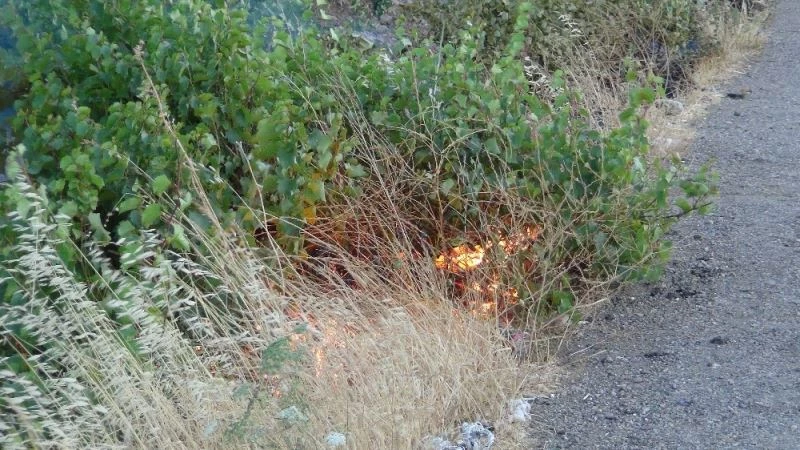 Atılan izmarit yol kenarındaki ağaç ve üzüm bağlarına hasar verdi
