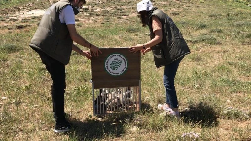 Tedavileri tamamlan kuşlar artık özgür
