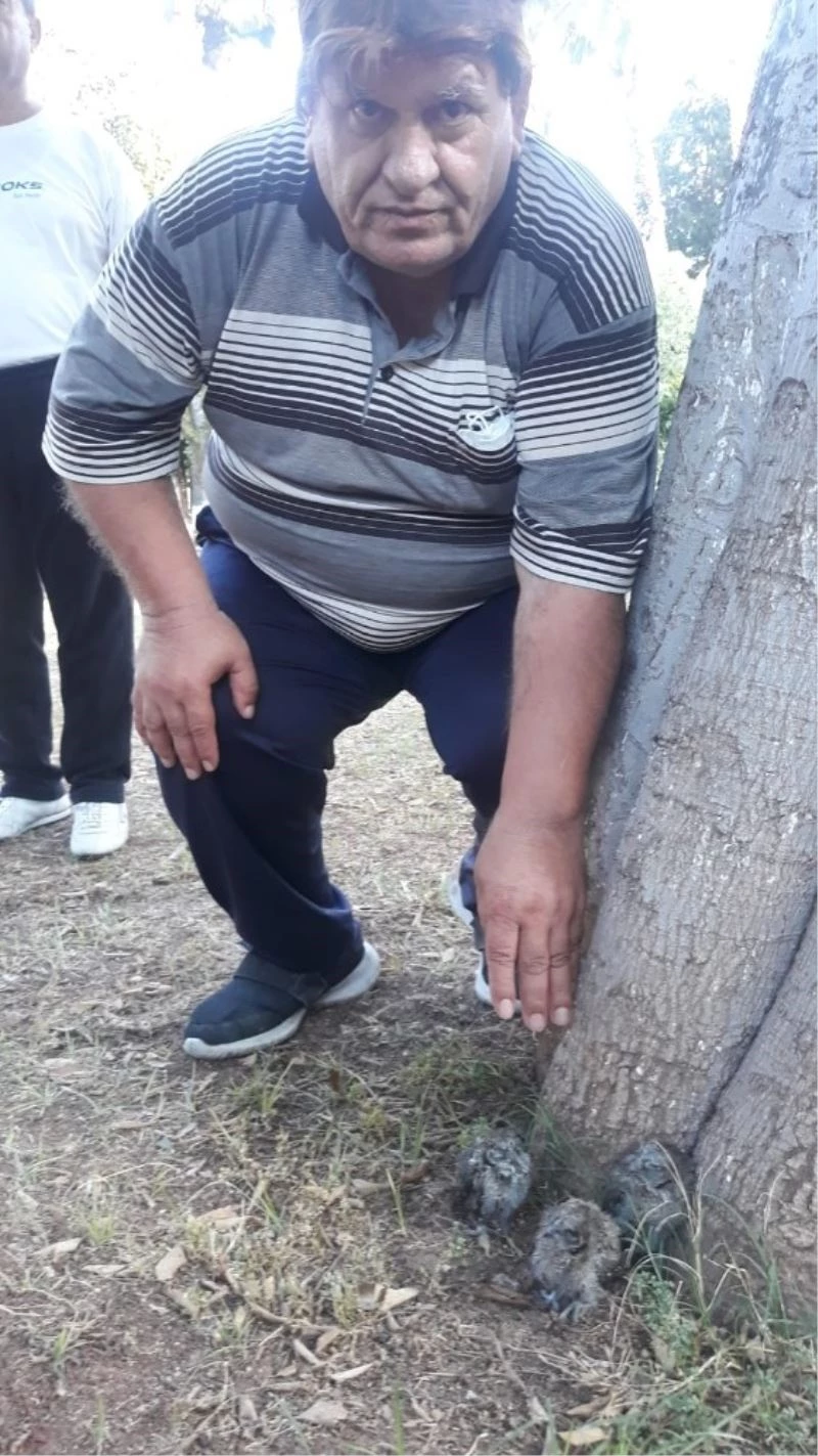 Sabah sporunda buldukları baykuşları hayvanat bahçesine teslim ettiler
