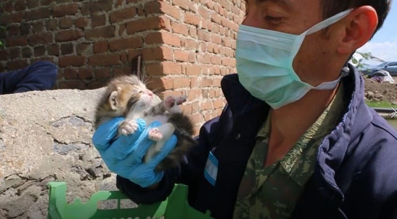 Minik kediler için iş makineleri çalışmayı durdurdu
