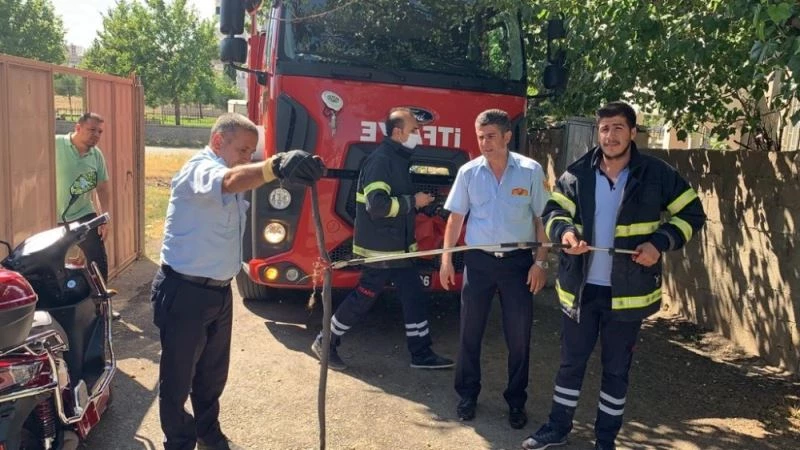 Kümese giren yılan korkuttu
