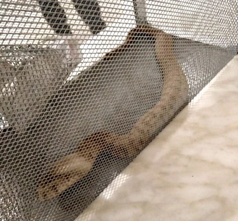 Çiftliğin kümesinde yılan yakalandı
