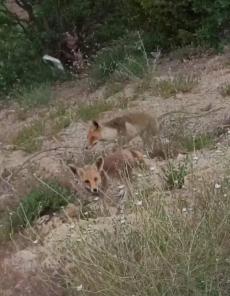Siirt’te aç kalan tilkiler şehre indi
