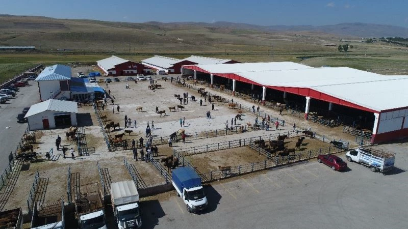 Doğu Anadolu’dan kurbanlık sevkiyatları başlıyor
