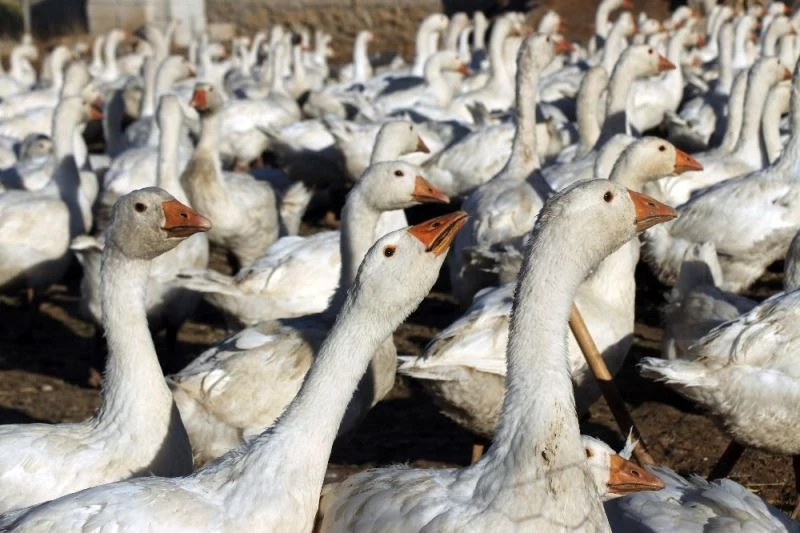 14 kazla başladı, şimdi binlercesini yetiştiriyor
