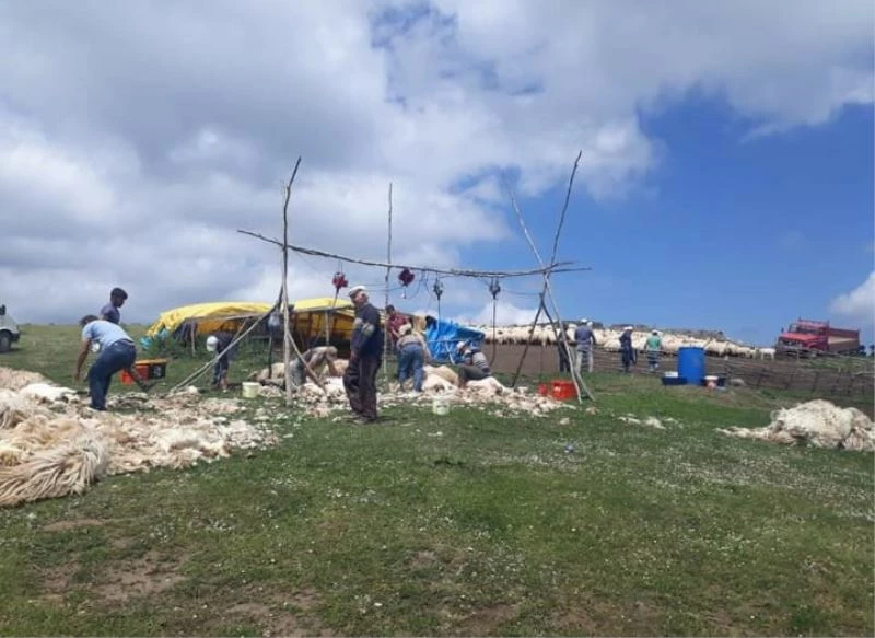 Yaylalarda koyunlar için ‘kırkma’ zamanı
