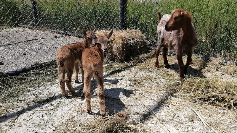 (Özel) Yavru yaban keçilerine sütanne desteği
