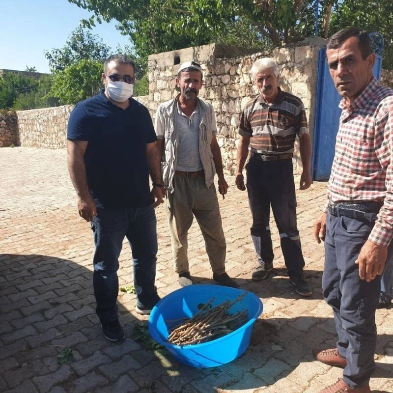 Dargeçit’te fıstık üreticilerine aşı kalemleri dağıtıldı
