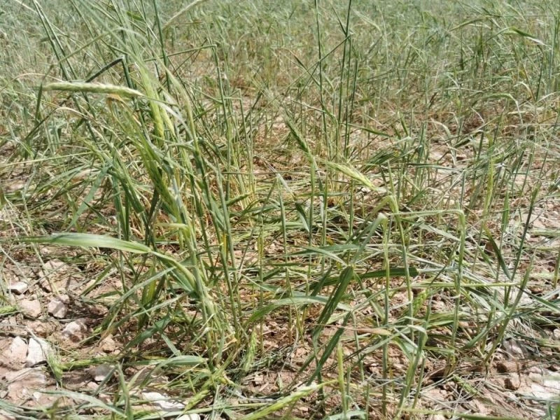 11 bin dekarlık tarım arazisini dolu vurdu
