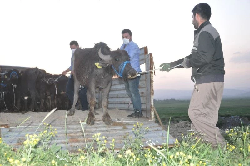 Yüksekova’da 20 manda ve 12 malak dağıtıldı
