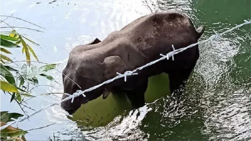 Hindistan’da barut dolu ananas yedirilen fil telef oldu
