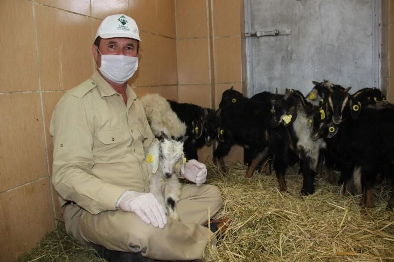 Annesiz kalan oğlakların bakımı Doğal Yaşam Parkı’nda sürüyor
