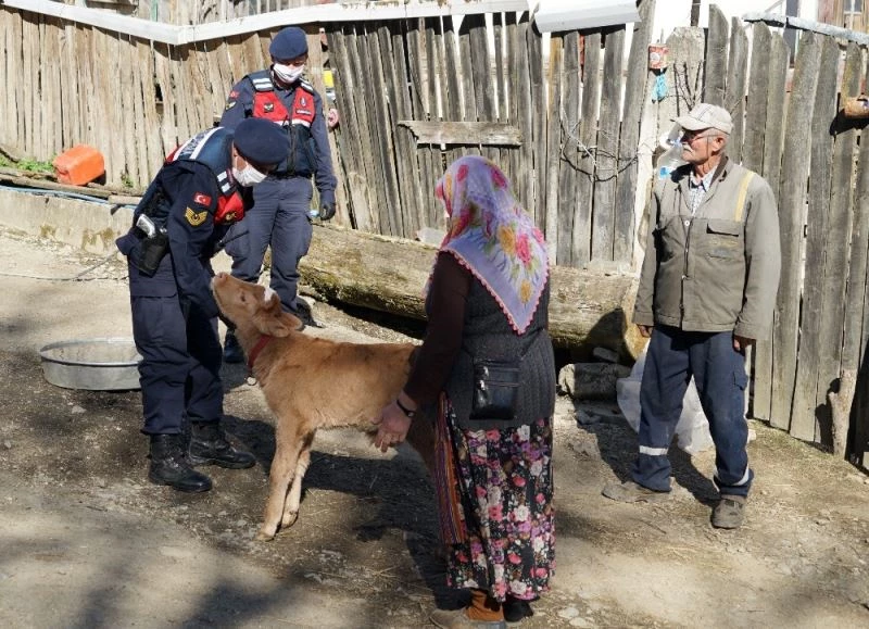 (ÖZEL) Evden çıkamayan çiftin hastalanan buzağısına jandarma şefkati
