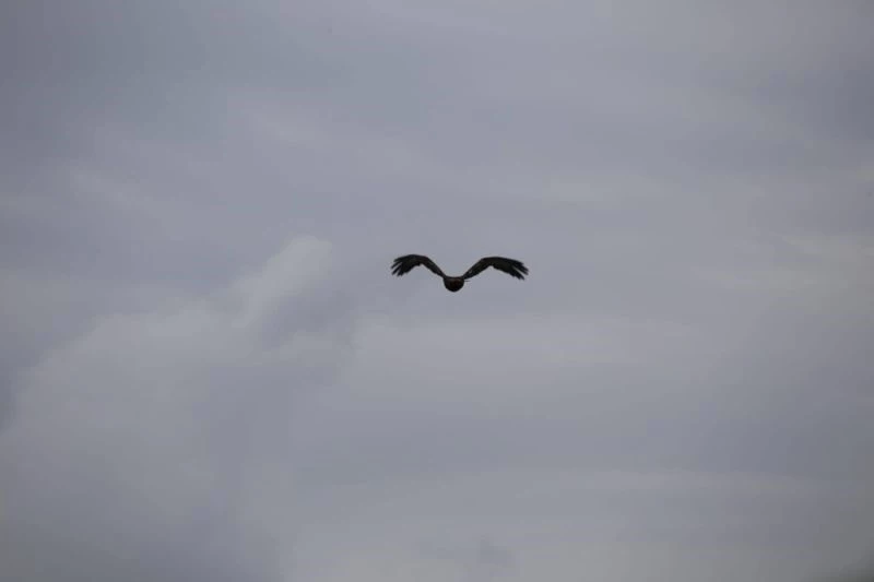 Nesli tehlikedeki ‘Şah Kartallar’ için arazi çalışmaları
