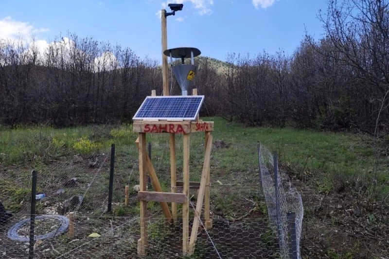 İstilacı tırtıllara karşı bir ilk denendi
