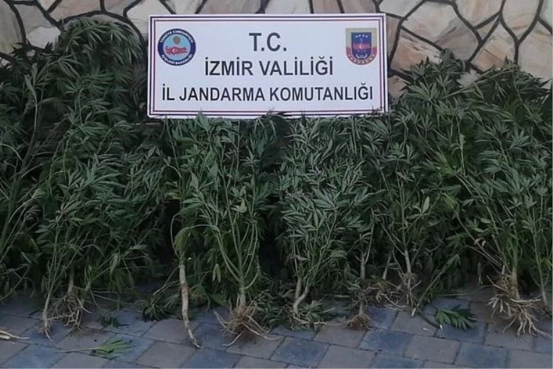 İzmir’de binlerde kök Hint keneviri ele geçirildi

