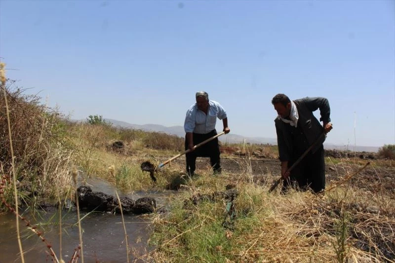 Derviş pirincinde ekim alanı arttı