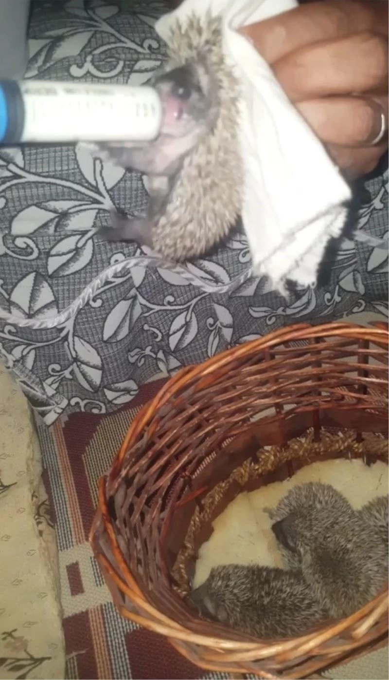 Yavru kirpiler emin ellerde
