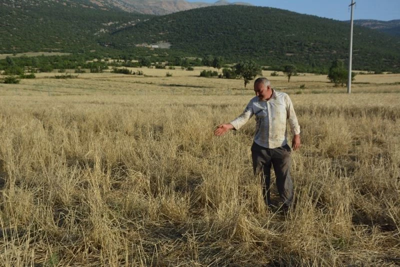 Domuzlar arpa tarlasını istila etti
