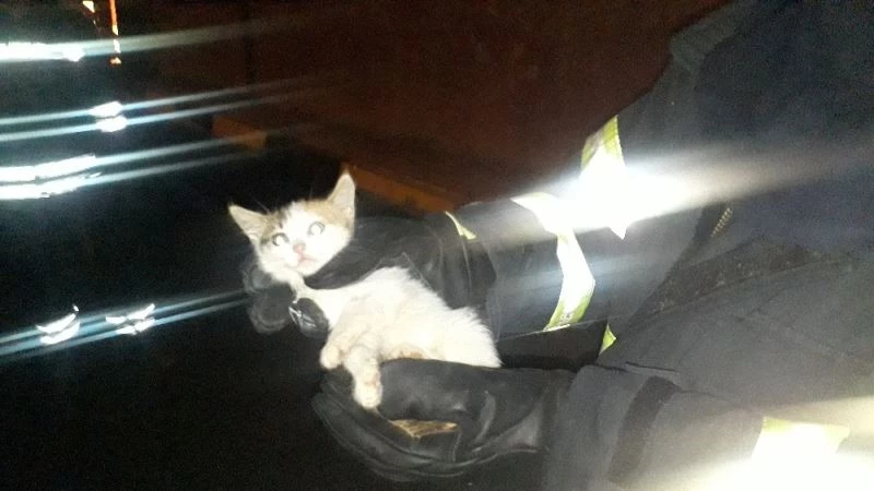 Rögara düşen yavru kedi uzun uğraşlar  sonucunda kurtarıldı
